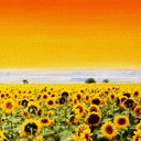 sunny_girl