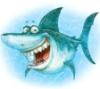 shark