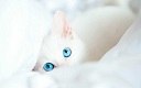 BlueeyesKitten BlueeyesKitten