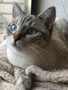 BlueeyesKitten BlueeyesKitten