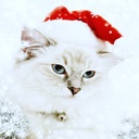 BlueeyesKitten BlueeyesKitten