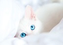 BlueeyesKitten BlueeyesKitten