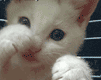 котенок котенок