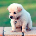 Sparky