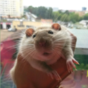 Опка