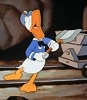 cavarduck