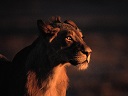 lioness