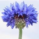 cornflower cornflower