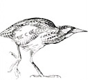 Bit Tern