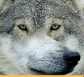 wolfstar wolfstar