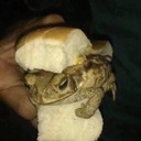 Amphibian Amphibian