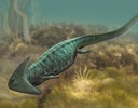 Amphibian Amphibian
