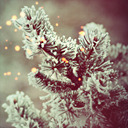 Подарок #2016