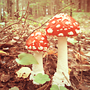 Подарок #2599