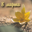 Подарок #3216