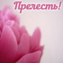 Подарок #3233