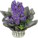 Подарок #3353