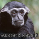 Подарок #3598